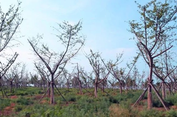 西安寿阳山墓园简介及地址