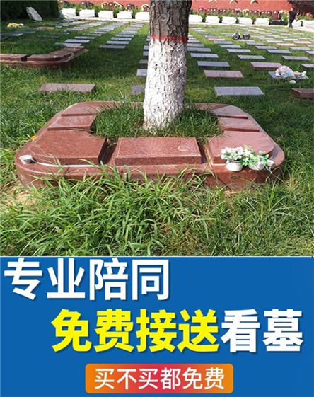 西安树葬墓园，绿色环保的归宿
