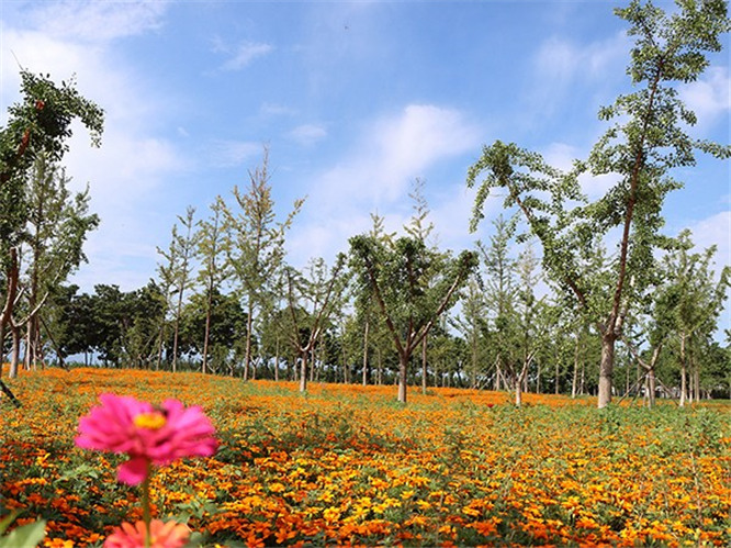 西安市购买墓地的要求和条件